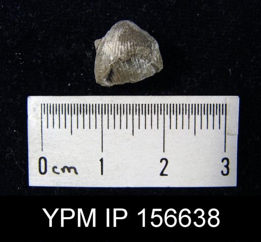 Catazyga headi anticostiensis
