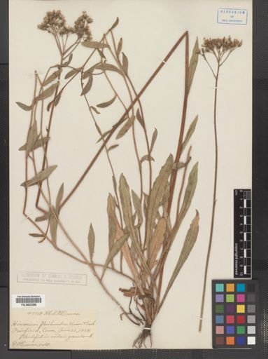 Hieracium x floribundum