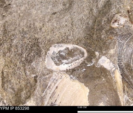 Protocardia?