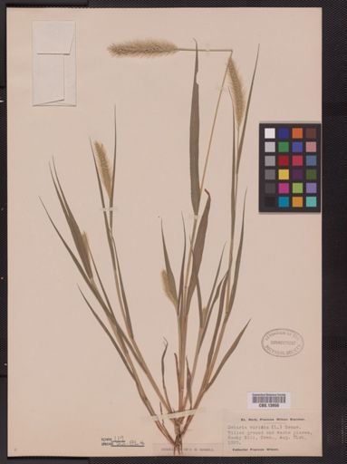 Setaria viridis