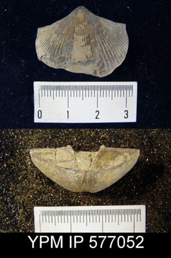 Spirifer whitneyi