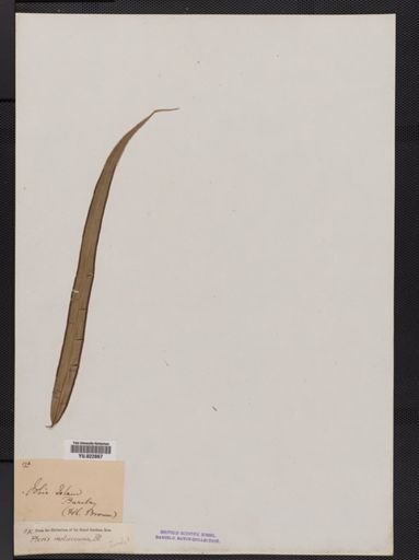 Pteris
