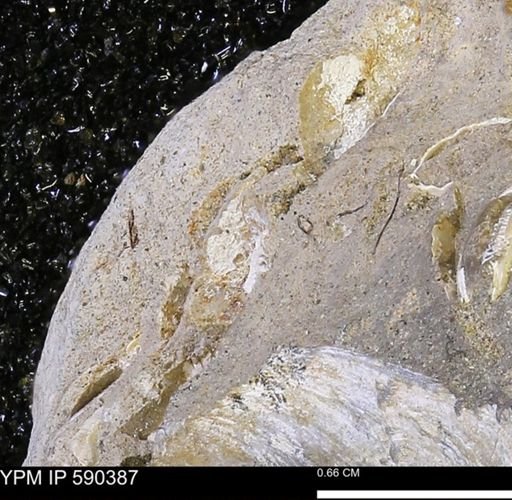 undet. Bivalvia