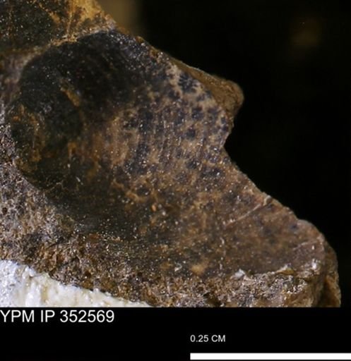 undet. Bivalvia