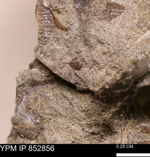 Limopsis striatopunctatus
