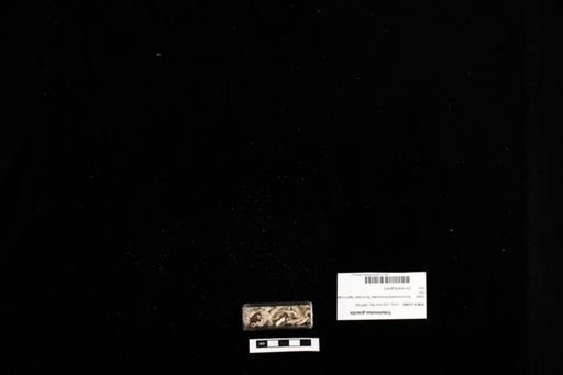 Tribolonotus gracilis