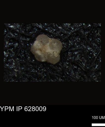 undet. Foraminiferida