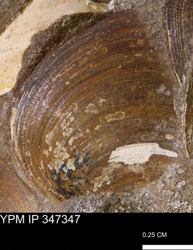 Limopsis striatopunctatus