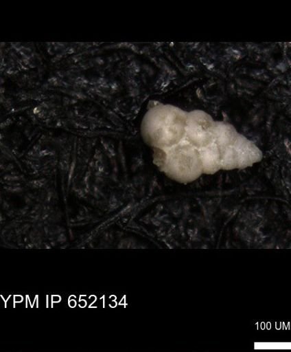 undet. Heterohelicidae