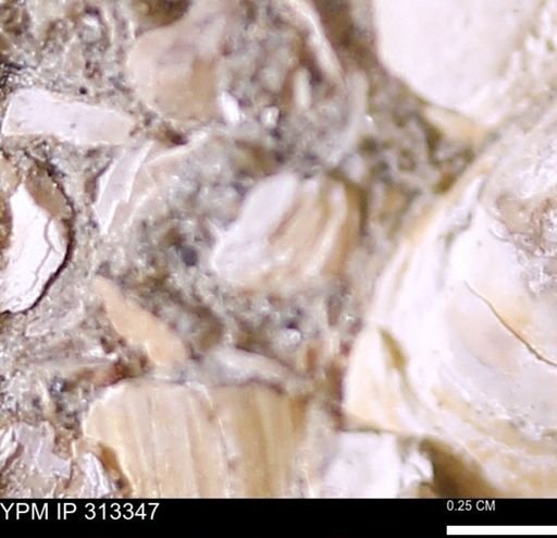 Corbicula sp.