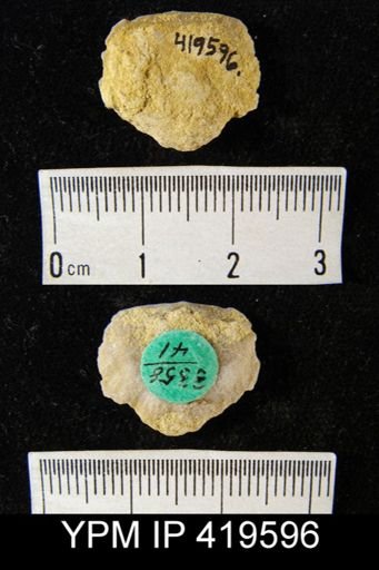Stropheodonta canace