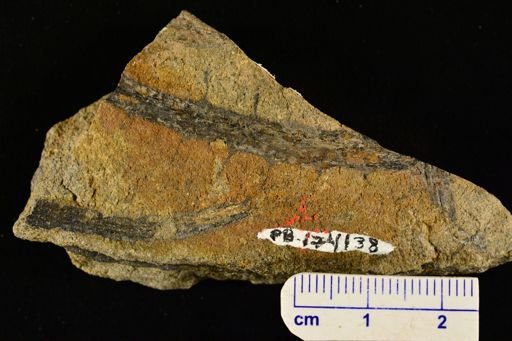 Drepanophycus sp.