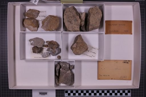 mixed taxa, stratigraphic collection