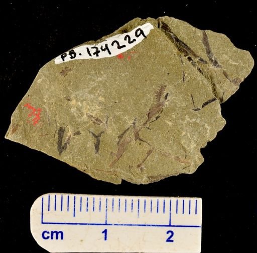 Hostinella sp.