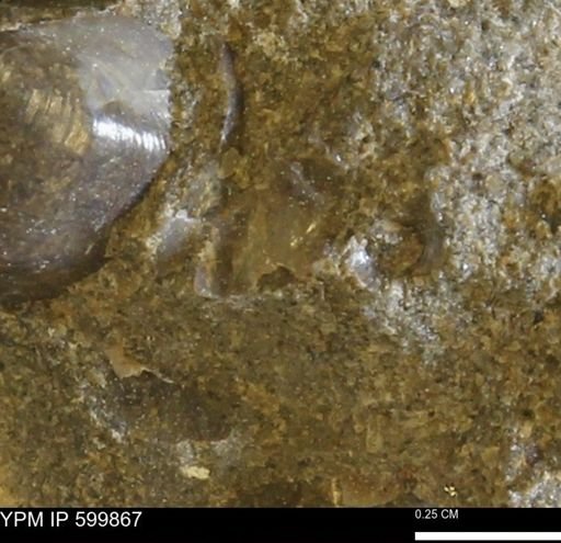 Protocardia subquadrata