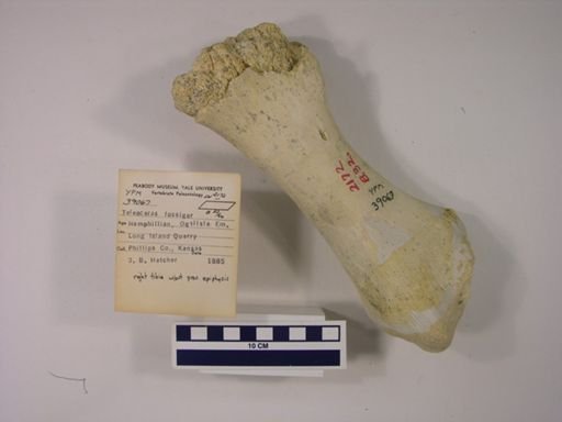 Teleoceras fossiger