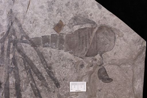 Eurypterus lacustris