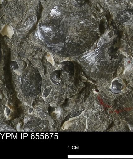 Corbulamella?