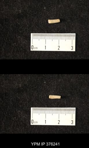 Pseudorthoceras knoxense