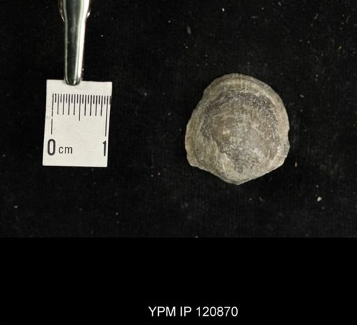 Favosites sp.