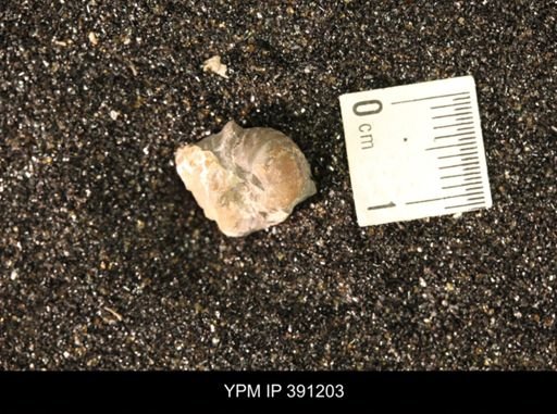 Scaphitidae