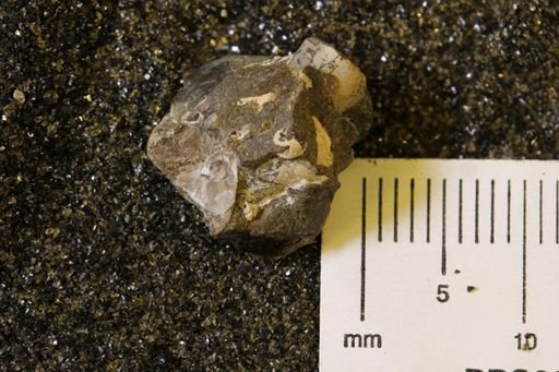 undet. Mollusca
