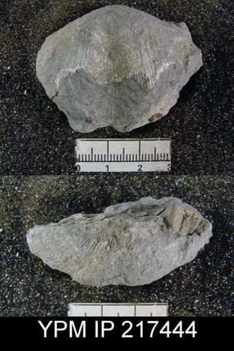 Spirifer cameratus