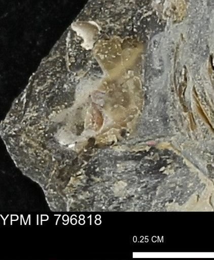 Mollusca