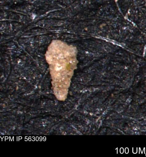 Verneuilina canadensis