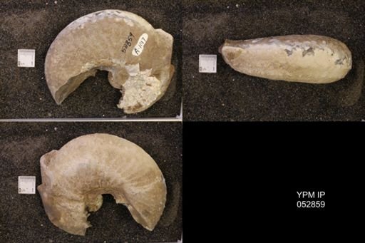 Discoscaphites gulosus