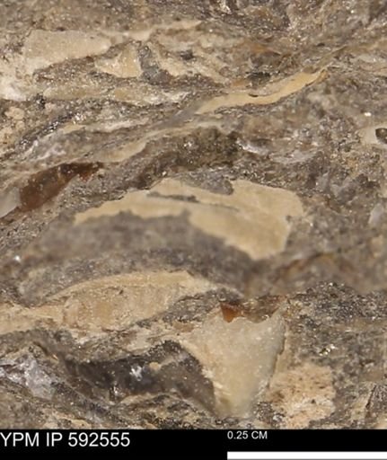 undet. Mollusca