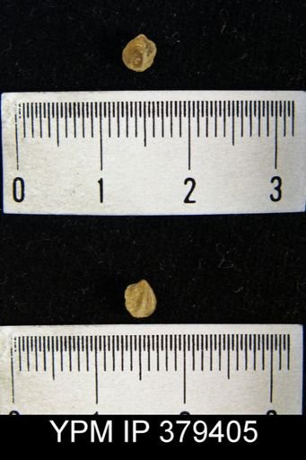 Spirifer radiatus