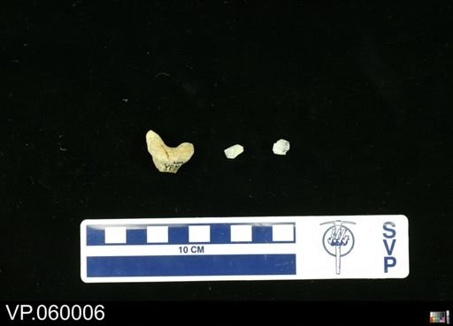 Cretoxyrhina sp.