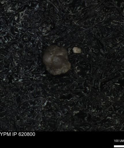 undet. Foraminiferida