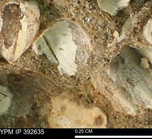 Protocardia subquadrata