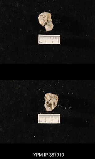 Hercosia sp.