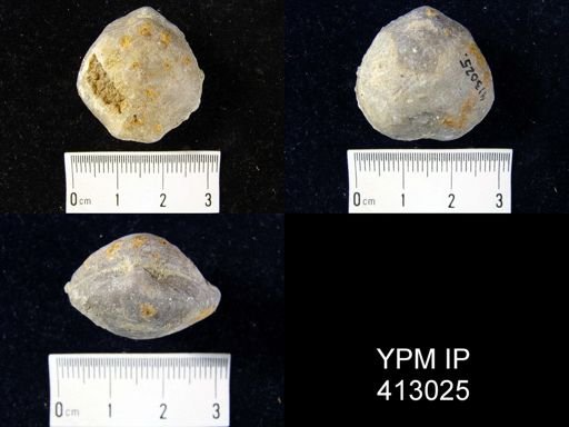 Athyris?