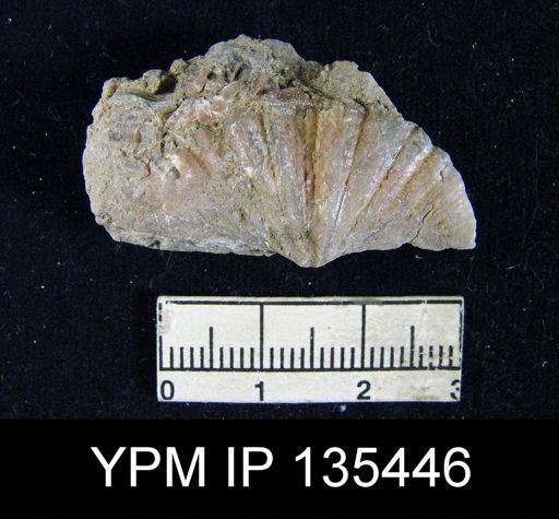 Spirifer (Neospirifer) niger