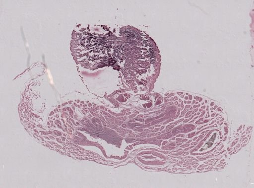 Modiolus