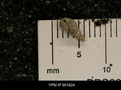 taxon undetermined