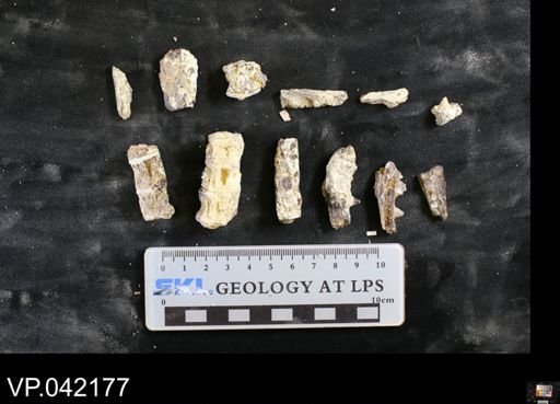 Cimolichthys sp.