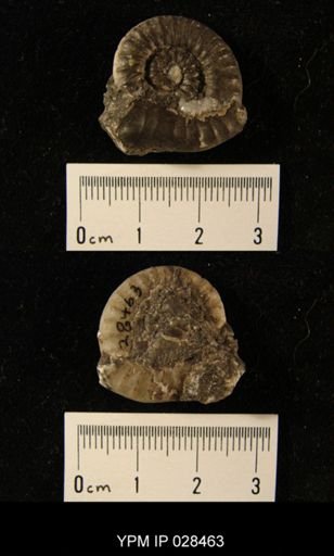 Ophioceras sp.