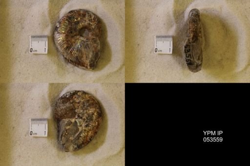 undet. Scaphitidae