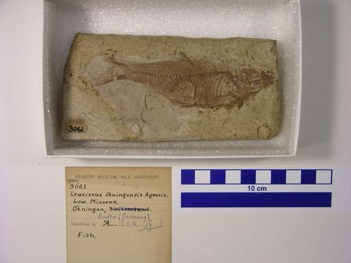 Leuciscus oeningensis