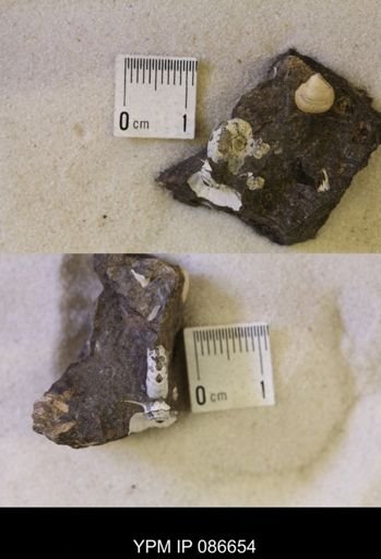 undet. Scaphitidae