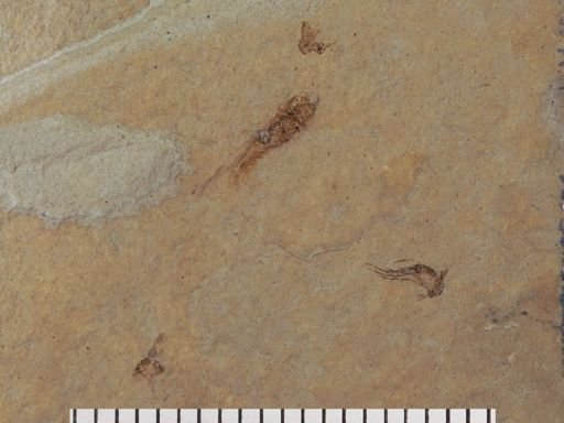 undet. Insecta