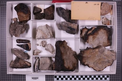 mixed taxa, stratigraphic collection
