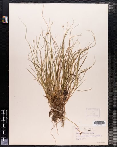 Carex trisperma