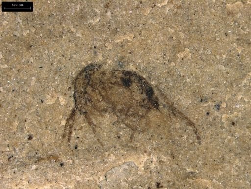 taxon undetermined