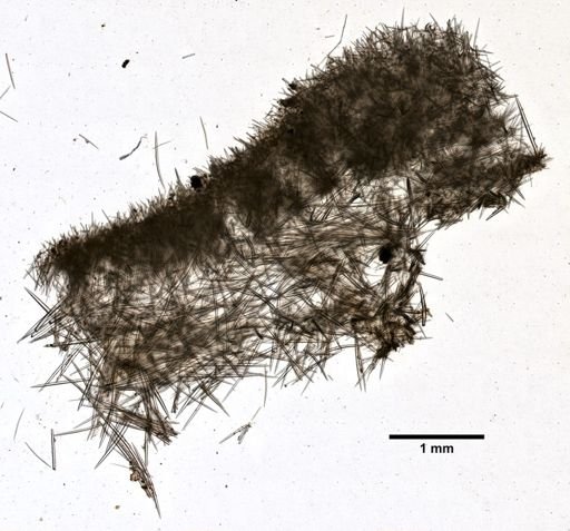 Corticium versatilis